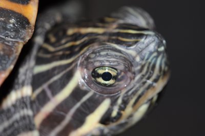 La vitesse pure_4316943450_l.jpg